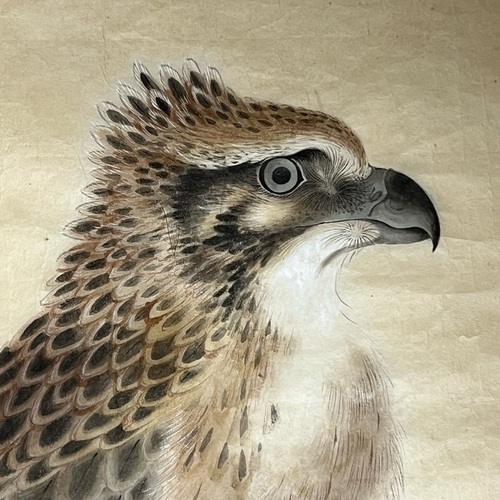 Superb, large, dated manuscript drawing of Mountain hawk-eagle by Nakayama Osayoshi